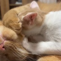 茶トラ猫に顔を埋める猫
