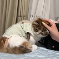頭をなでられる猫