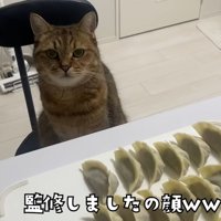 椅子に座っている猫