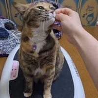ブルブルマシンの上に乗っている猫