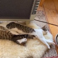 ストーブ前で伸びる猫2