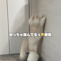 子猫を踏む猫