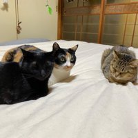 集合してくつろぐ黒猫・三毛猫・キジトラ猫