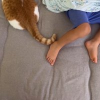 眠っている男の子の足にしっぽをくっつける猫