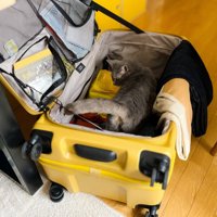 探索する猫