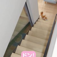 階段下にいる猫