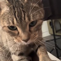 茶色い毛布をふみふみしている猫