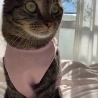 飼い主のそばに座る猫