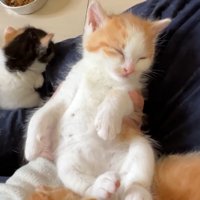 手の上でねんね
