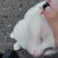 耳を触られる白猫