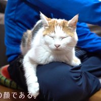 ご満悦な猫