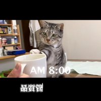 手を伸ばす猫