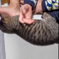 なでられて横になる子猫