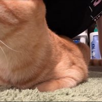 体の下にいる猫