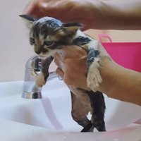 シャンプーされる子猫