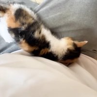 保護主さんのお膝で甘える三毛さん