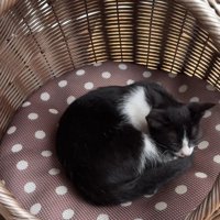 猫ベッドで寝る子猫