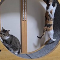 キャットホイールに乗る2匹の猫
