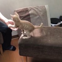 飼い主さんの手に前足をかける猫