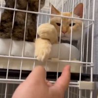 猫の前足に近づく撮影者の指