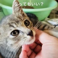 ケージの中でママに顎を撫でられる子猫