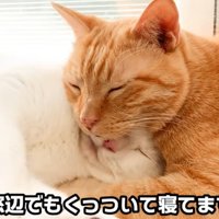 くっついて寝ている二匹の猫