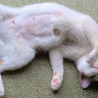 寝転がる猫