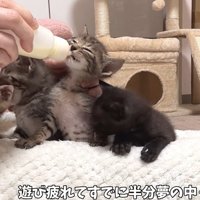 ミルクを飲む子猫（遊び疲れてすでに半分夢の中）