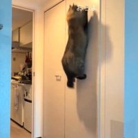 ジャンプする猫