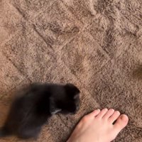 裸足の飼い主の横にいる黒猫