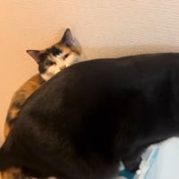 三毛猫の上に座ろうとする猫