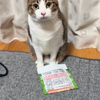 上目遣いで見つめる猫