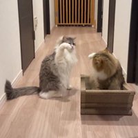 手を高く上げる2匹