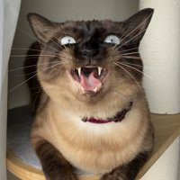 歯をむき出しにして怒る猫