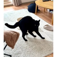 やんのかポーズの猫