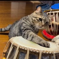 猫パンチをする猫