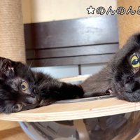 キャットタワーにいる2匹の猫