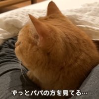 テロップ「ずっとパパのほうを見てる…」