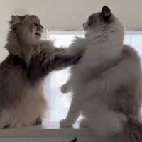 向かい合う2匹の猫