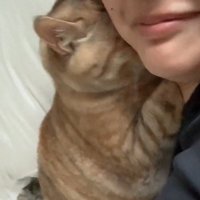 くっついている飼い主と猫