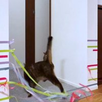家の中に張ってあるテープをやぶいて通る猫