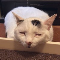 白目をむいて眠る猫
