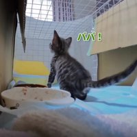 ケージの中の猫