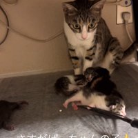 フライ返しを見つめる猫