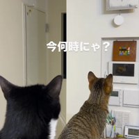棚の上に乗って時計を見つめる2匹の猫