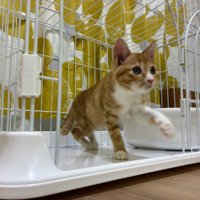 ケージの中から外に出ようとする子猫