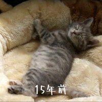仰向けの猫