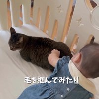 猫の毛をつかむ赤ちゃん