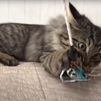 遊んでいる子猫たち