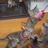 遊ぶ猫たち
